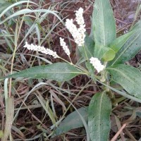 <i>Persicaria attenuata</i>  (R.Br.) Soj  k